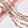 Drawbench Style Natural Freshwater Shell Beads Strands SHEL-F003-05-2
