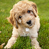 40Pcs 5 Colors Transparent Blank Acrylic Pet Dog ID Tag PALLOY-AB00047-6