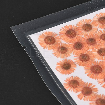 Centaurea Iberica Embossing Dried Flower DIY-K032-65C-1