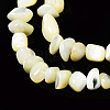 Natural Trochid Shell/Trochus Shell Beads Strands SSHEL-N034-78-4