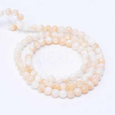 Natural Freshwater Shell Bead Strands SHEL-S253-01-1
