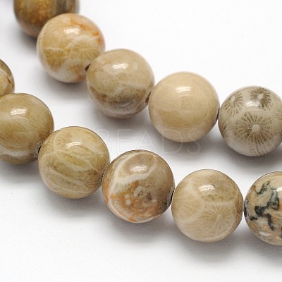 Natural Fossil Coral Round Bead Strands G-N0166-05-8mm-1