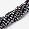Shell Pearl Bead Strands X-BSHE-L025-05-6mm-1