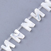 Natural Sea Shell Beads SHEL-T012-60N-2