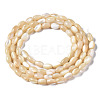Natural Trochid Shell/Trochus Shell Beads Strands SSHEL-S266-021B-01-2