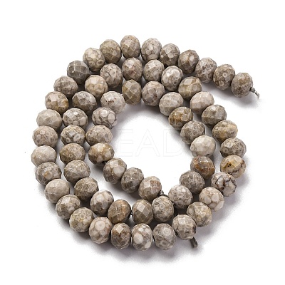 Natural Conch Fossil Beads Strands G-K380-A41-01-1