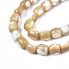 Natural Trochid Shell/Trochus Beads Strands SSHEL-N027-130B-02-3
