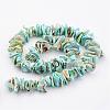 Natural Shell Bead Strands BSHE-P010-04-2