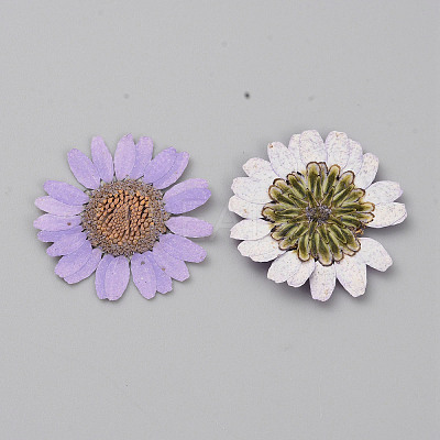 Pressed Dried Flowers DIY-WH0308-412C-1-1