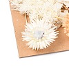 Dried Flower DIY-B018-02-2