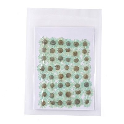 Centaurea Iberica Embossing Dried Flower DIY-K032-65H-1