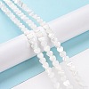 Natural Trochus Shell Beads Strands SSHEL-H070-06A-2