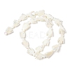 Natural Trochid Shell/Trochus Shell Beads Strands SSHEL-R145-05-5
