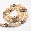 Shell Pearl Bead Strands BSHE-L017-12-2