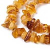 Natural Amber Chip Beads Strands G-E271-81-2