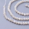 Shell Beads Strands LS-G-F619-27-3mm-3