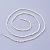 Shell Beads Strands G-F619-27-2mm-2