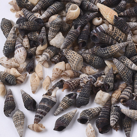 Natural Spiral Shell Beads SSHEL-S258-85-1