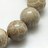 Natural Fossil Coral Beads Strands X-G-G212-6mm-31-1