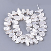 Electroplate Shell Pearl Beads Strands X-SSHEL-S261-01F-2