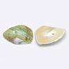 Dyed Natural Spiral Shell Chips Beads SHEL-A003-B04-2