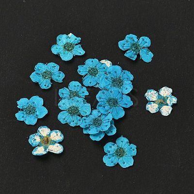 Narcissus Embossing Dried Flowers DIY-K032-60L-1