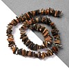 Natural Paua Shell Beads Strands BSHE-B007-05-2