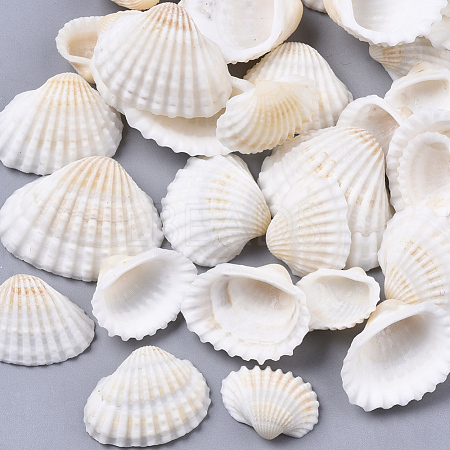 Natural Shell Beads SSHEL-S258-73-1