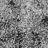 Transparent Inside Colours Glass Seed Beads X1-SEED-H003-04A-3