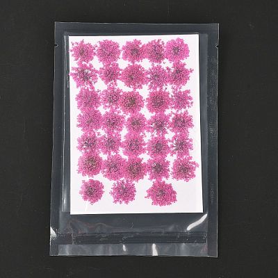 Pressed Dried Flowers DIY-K032-58G-1