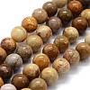 Natural Fossil Coral Beads Strands G-G763-12-12mm-4