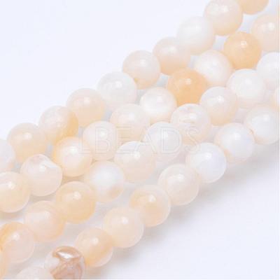 Natural Freshwater Shell Bead Strands SHEL-S253-01-1