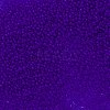 TOHO Round Seed Beads SEED-TR11-0008F-2
