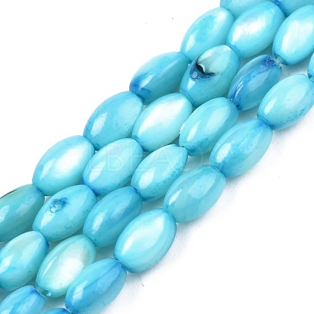 Freshwater Shell Beads Strands SHEL-T009-B15-05-1