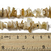 Natural Yellow Shell Beads Strands SSHEL-H072-05-4