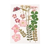 Pressed Dried Flowers DIY-YWC0001-95-2