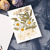 Pressed Dried Flowers DIY-YWC0001-100-5