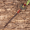 Wood Hair Sticks PW-WG670AE-10-1