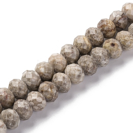 Natural Conch Fossil Beads Strands G-K380-A41-01-1