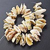 Natural Spiral Shell Bead Strands SSHEL-N034-110-3