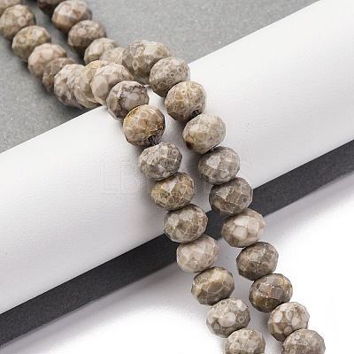 Natural Conch Fossil Beads Strands G-K380-A41-01-1
