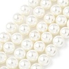Shell Pearl Beads Strands BSHE-K015-10mm-04-1