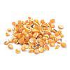 Natural Sea Shell Beads SSHEL-Q299-017C-2
