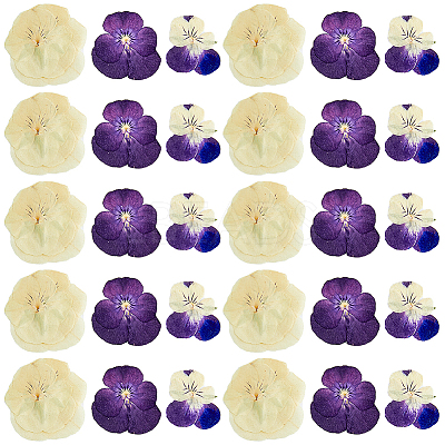120pcs 3 Style Dried Pansy Flower DIY-HY0001-62-1