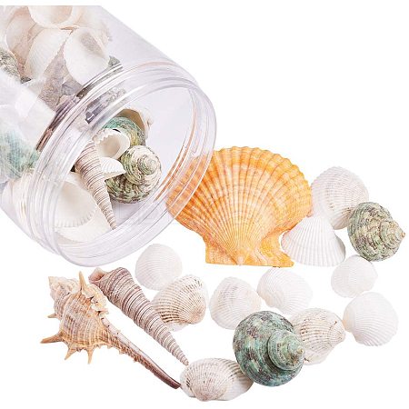 Sea Shell Beads SSHEL-PH0002-19-1