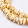Natural Sea Shell Beads Strands X-BSHE-K012-08B-3